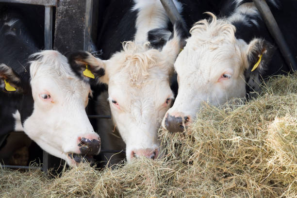 istock Hereford beef cattle cows eating straw in a cowshed or barn, UK 1350832007