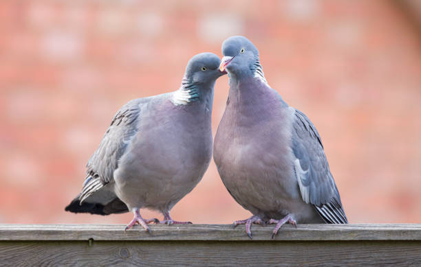 par de pombos de madeira, pássaros de jardim do reino unido - mating ritual - fotografias e filmes do acervo