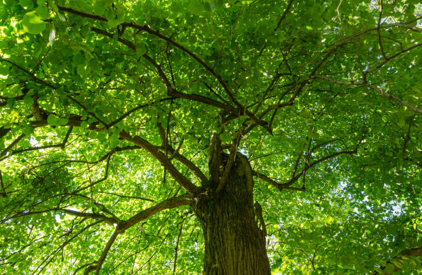 grand vieux tilleul. feuilles vert vif du tilleul tilia au printemps arboretum park southern cultures à sirius (adler) sotchi. mise au point sélective. concept de nature - linden tree photos et images de collection