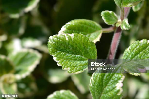 Swedish Ivy Marginatus Stock Photo - Download Image Now - Botany, Close-up, Color Image