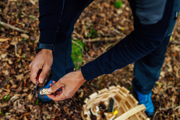 istock Man cleaning mushrooms from a basket in the forest 1350834656
