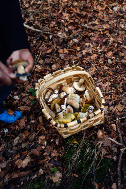 istock Man cleaning mushrooms from a basket in the forest 1350834685