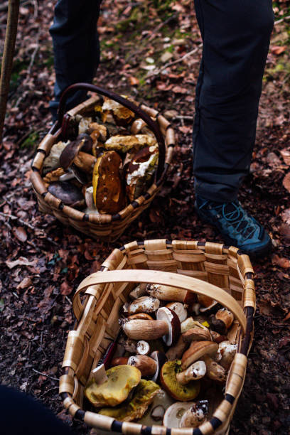 istock Man with two wicker baskets with mushrooms in an autumn forest 1350834707