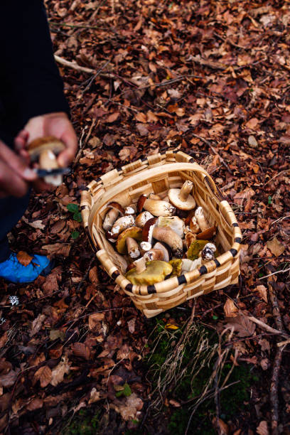 istock Man cleaning mushrooms from a basket in the forest 1350834735
