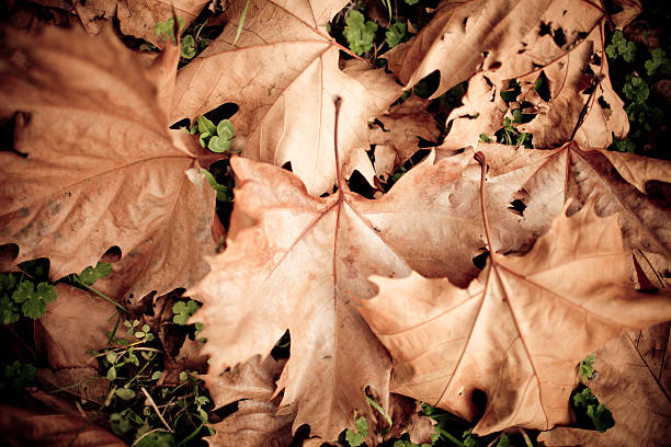 autumn leaf stock photo