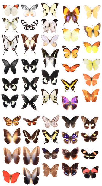 istock Many red and brown butterflies 135083565