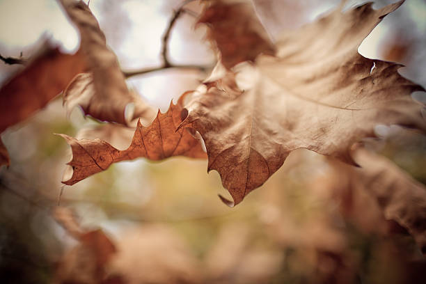 Autumn leaves stock photo