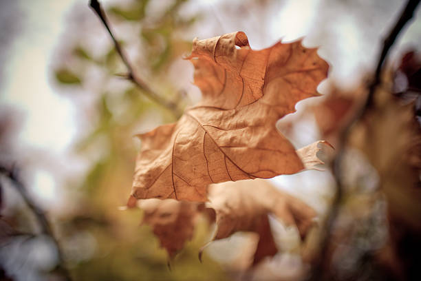 Autumn leaves stock photo