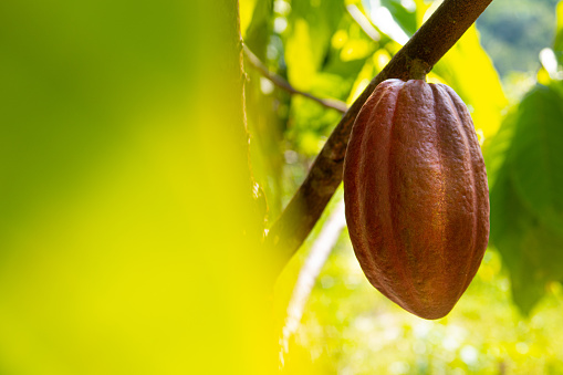 Close-up of a ripe cocoa fruit.