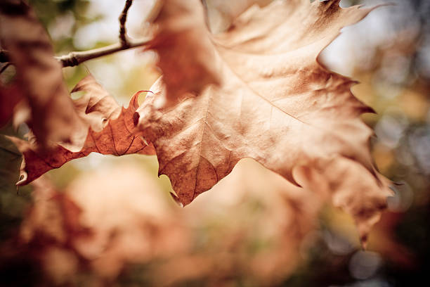 Autumn leaves stock photo