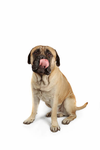 istock Bull Mastiff dog 1350836934