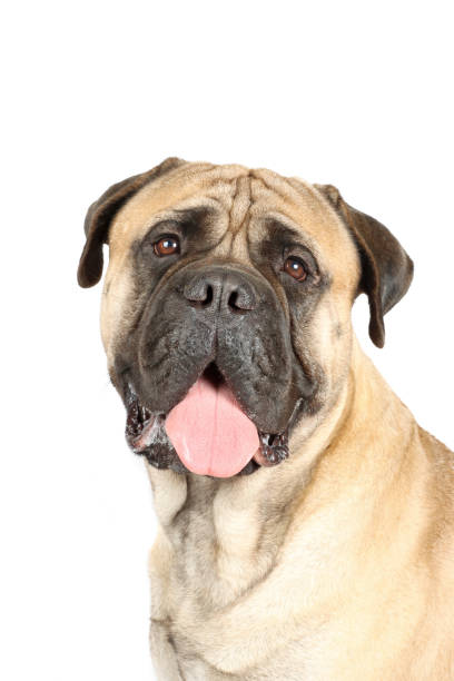 istock Bull Mastiff dog 1350836944