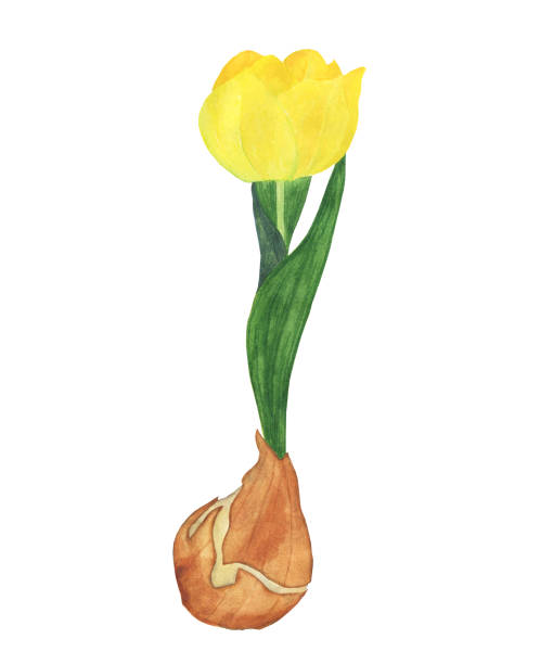 gelbe tulpenblume mit zwiebel isoliert auf weißem hintergrund. aquarell handzeichnung illustration. perfekt für druck, gartengestaltung, karte. - tulpenzwiebel stock-grafiken, -clipart, -cartoons und -symbole
