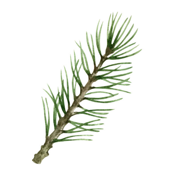 istock Christmas tree branch. Watercolor illustration isolated on white background. 1350841593