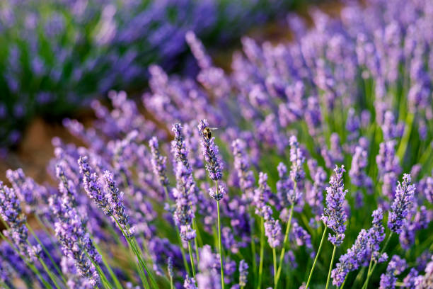api che impollinano un fiore di lavanda"n - flower nobody europe lavender coloured foto e immagini stock