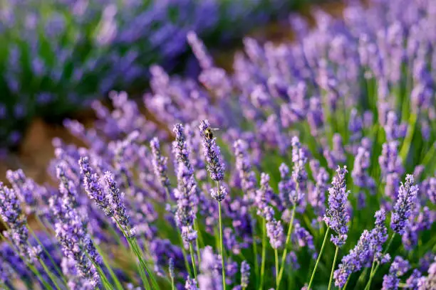 Photo of bee pollinating a lavender flower