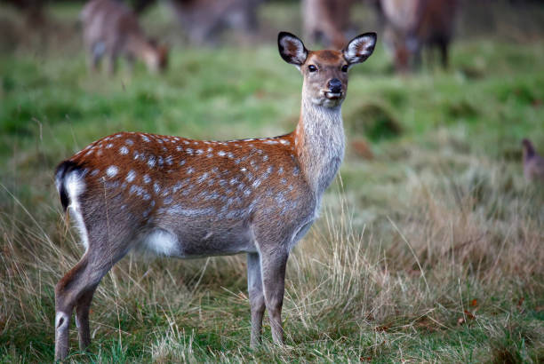 istock Sika deer family grazing the meadows 1350841884