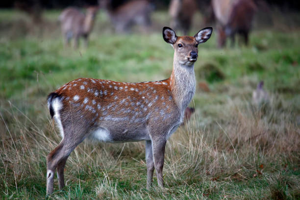 istock Sika deer family grazing the meadows 1350841941