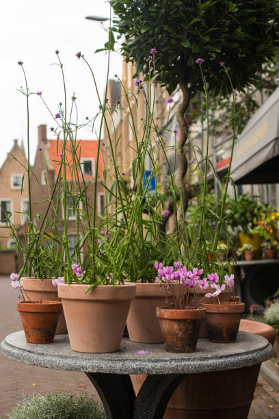 istock flowerpot  in front of a house 1350842021