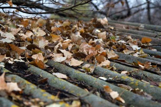 istock Yellow fallen leaves on an old roof. 1350842128