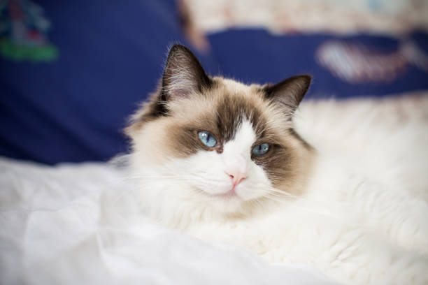 istock Young beautiful purebred Ragdoll cat at home 1350842247