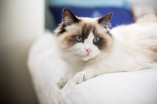 istock Young beautiful purebred Ragdoll cat at home 1350842280