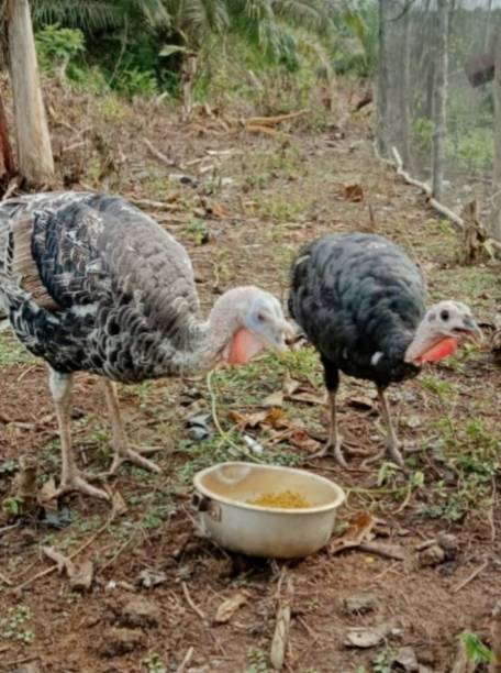 istock Turkeys are eating in the yard 1350845123