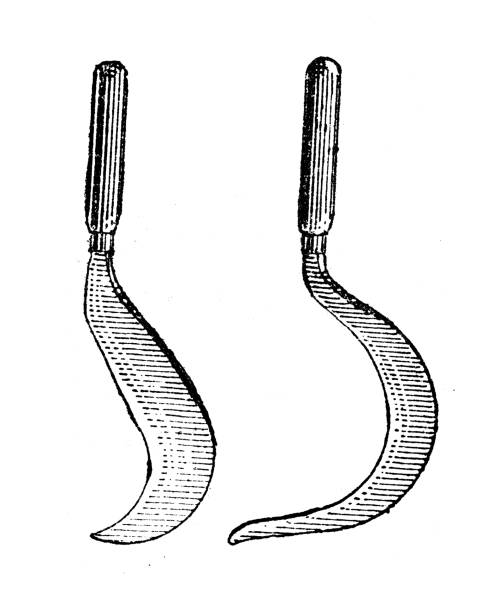 Antique illustration: Sickle
