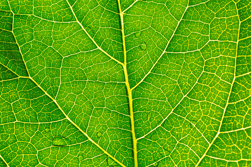 Overhead shot and extreme close-up of Autumn leaf vein.