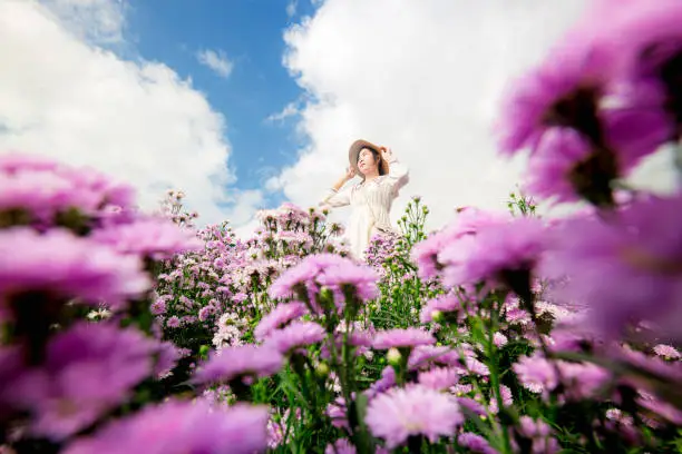 Margaret flower field and woman,Portrait of teenage girl in a garden of flowers, Young happy asian girl in Margaret Aster flowers field in garden at Chiang Mai