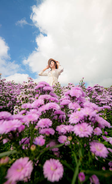 pole kwiatowe i kobieta margaret, portret nastolatki w ogrodzie kwiatów, młoda szczęśliwa azjatycka dziewczyna w polu kwiatów margaret aster w ogrodzie w chiang mai - scented asia asian culture bunch zdjęcia i obrazy z banku zdjęć