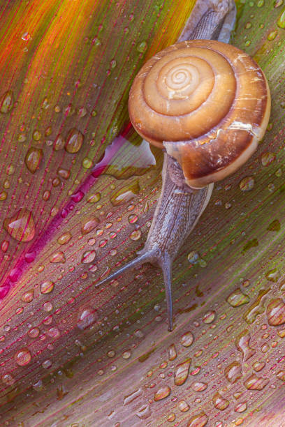 pequeño caracol marrón en la hoja verde, caracol arrastrándose en la hoja, gotas abstractas de agua en la hoja de la flor, áfrica, - snail environmental conservation garden snail mollusk fotografías e imágenes de stock