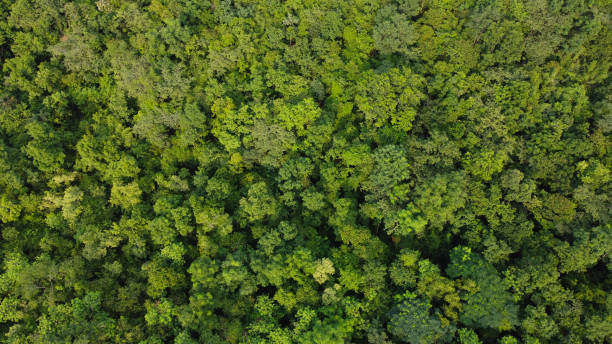 istock High angle view of a green forest photo by drone 1350848559