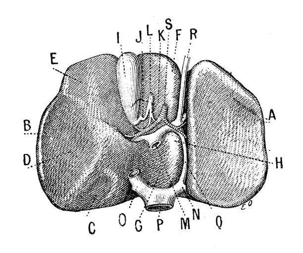 アンティークイラスト:肝臓 - engraved image engraving liver drawing点のイラスト素材／クリップアート素材／マンガ素材／アイコン素材