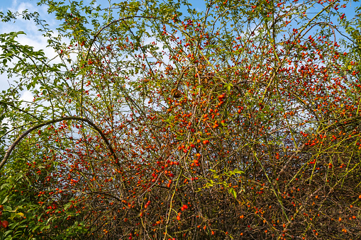 View of a rose hip bush with ripe fruits against a blue sky
