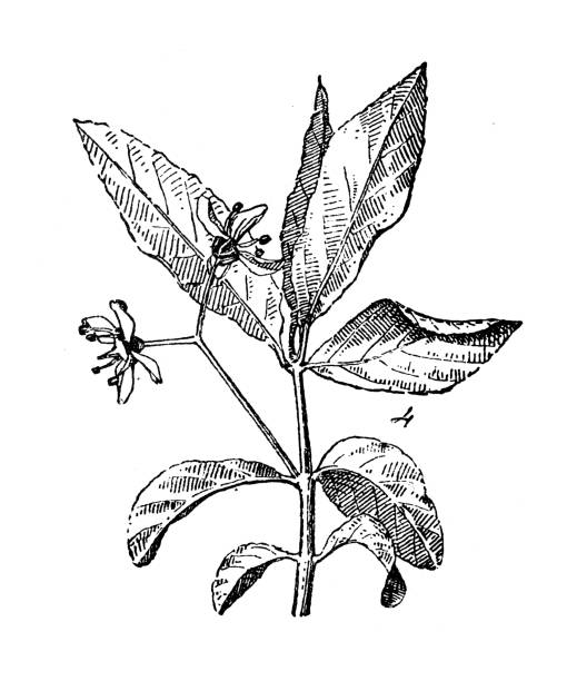 ilustraciones, imágenes clip art, dibujos animados e iconos de stock de ilustración antigua: euonymus europaeus, huso europeo - winged spindletree illustrations