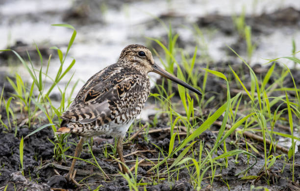 istock Pintail Snipe close-up while the bird stands on the ground. 1350853000