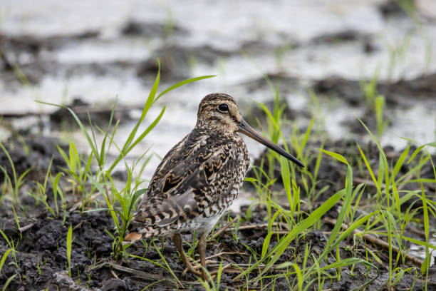 istock Pintail Snipe close-up while the bird stands on the ground. 1350853003