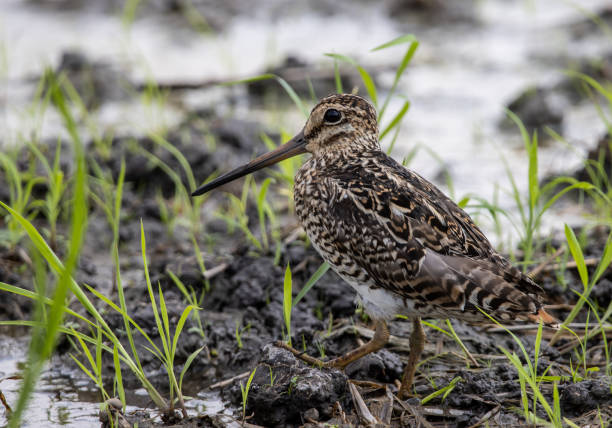 istock Pintail Snipe close-up while the bird stands on the ground. 1350853006