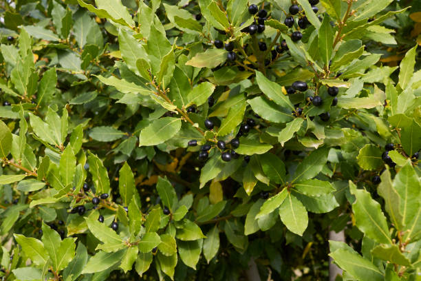 istock Laurus nobilis branch close up 1350853420