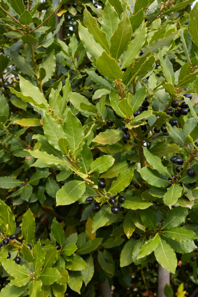 Laurus nobilis branch close up