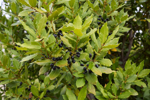 istock Laurus nobilis branch close up 1350853425
