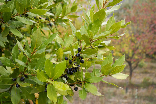 istock Laurus nobilis branch close up 1350853426