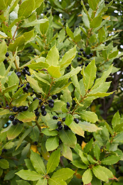 istock Laurus nobilis branch close up 1350853427