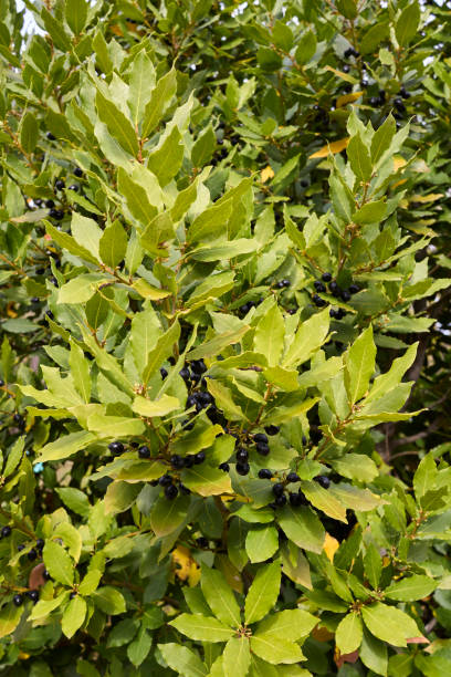 istock Laurus nobilis branch close up 1350853428