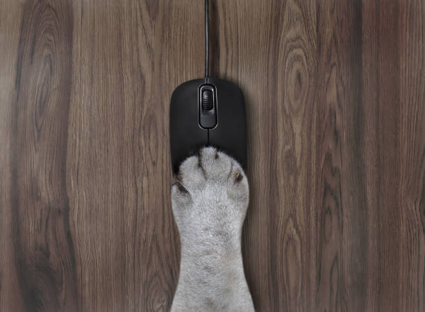 pata de ashen gato no mouse do computador - ashen - fotografias e filmes do acervo