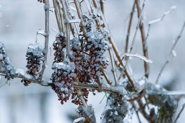 Grapes left for production of ice wine, Southern Moravia, Czech Republic stock photo