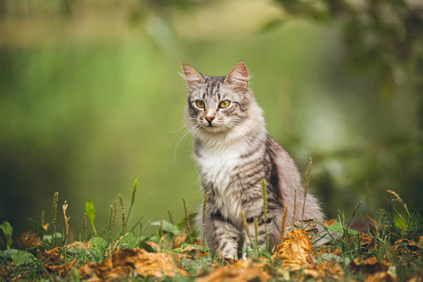 istock The cat in the grass hunts 1350855040