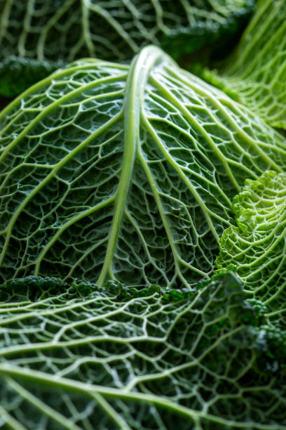 савойская капуста - крупный план - vegetable green close up agriculture стоковые фото и изображения