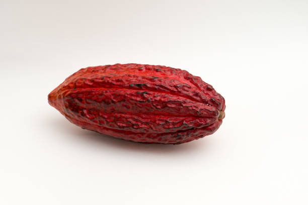 Ripe Cocoa pod